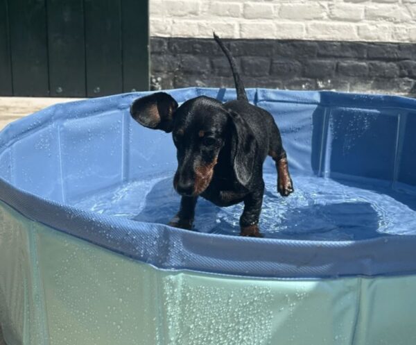 koerte-bassein-dog-pool